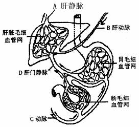 下图为人体的肝脏.胃.部分小肠及相关的血糖循环示意图.请据图回答问