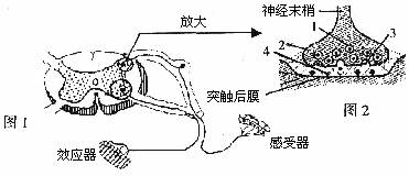 31.(8分)分析反射弧和突触的结构示意图,回答下列问题