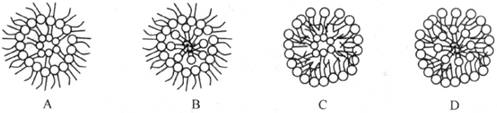 组成细胞膜的磷脂分子在水体中可排布成微球体的结构,下列有关排布