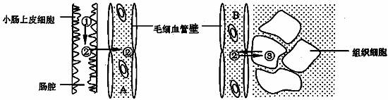 (1)毛细血管的管壁细胞生活的内环境是.