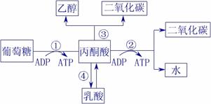 生物体内葡萄糖分解代谢过程的图解如下