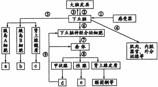 (2)图中⑨所示的过程反映了激素d对下丘脑和垂体的____________调节