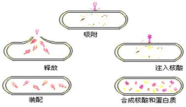 1)上述过程中的噬菌体能否用于基因工程?