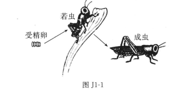 6图j11所示的是蝗虫的发育过程下列叙述与其发育特点不相符的是