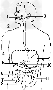 如图所示为人体消化系统示意图.