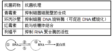 青霉素和利福平能抑制dna的复制?c.结核杆菌的④和⑤都