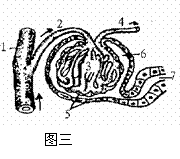 與松鼠相比.松樹沒有的結構層次是 a.細胞 b.組織 c.器官 d.