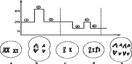下列圖示表示細胞分裂的不同時期染色體數量的變化及處於細胞分裂不同