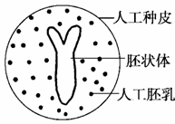 人工种子示意图图片