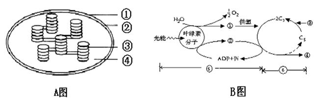 (1)b 圖中的編號所代表的物質分別是:②▲;③▲;④▲;(2)光合作用的