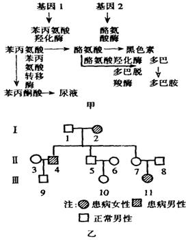 下圖甲為苯丙氨酸在人體內的代謝示意圖:當基因2發生突變時,酪氨酸酶