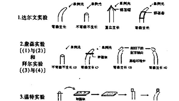 温特实验过程图片