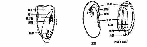 种子的结构与萌发 子叶(1片) 子叶(2片) 胚 胚芽 胚 胚芽 玉米种子 胚轴 菜豆种子 胚轴 胚根 ——青夏教育精英家教网——