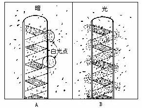 分析回答问题:(1)该实验说明了光合作用的场所是.