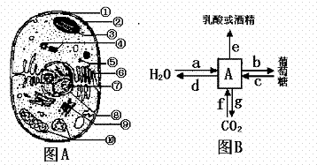 (7分)下图为某植物细胞结构,代谢途径和改造过程,请据图回答下列问题