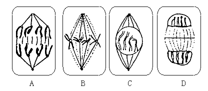 53下圖是具有四條染色體植物細胞有絲分裂圖據圖分析回答