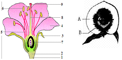 茄子的结构图图片