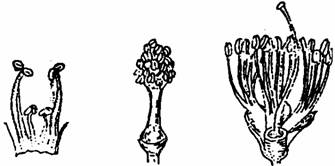 如兰科植物只有一个雄蕊,木犀科2个雄蕊,蝶形花科10个雄蕊,而桃花有