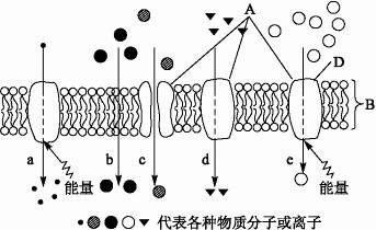 磁力链和种子的区别在哪_磁力链和种子的区别在哪里