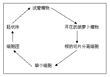 (3)细胞团中相同的细胞在发育成胚状体和植株的过程中,形态,结构和