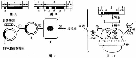 四分体时期可能发生交叉互换