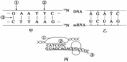 基因重组过程图及图解图片