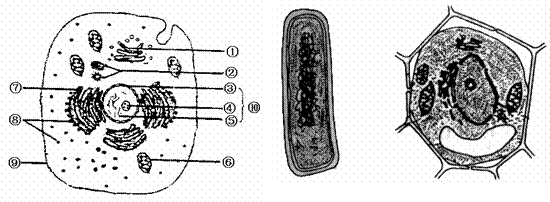 结构图加名土豆细胞结构图手绘图马铃薯茎横切细胞结构马铃薯块茎结构