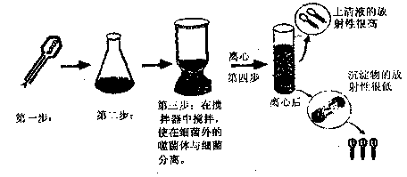 在證明dna是遺傳物質的t2噬菌體侵染大腸桿菌的實驗中.