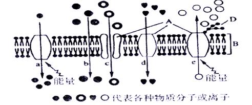 回答下列问题: (1)atp的中文名是  在atp转化为adp过程中