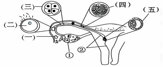 生殖系统结构简笔画图片