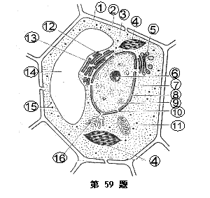 生物大分子在生物体的生命活动中具有重要作用.碳原子本身的化学性质.