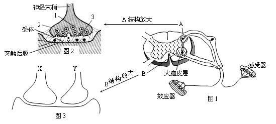 15下图是一个反射弧和突触的结构示意图,根据图示信息判断下列说法不