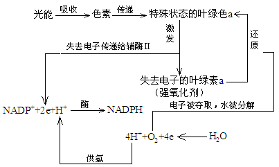 由于这些变化有光,无光都能进行,称为光合作用的暗反应.