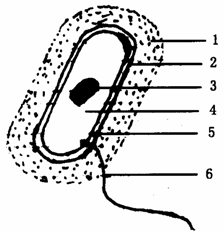 柿胚乳细胞结构图图片