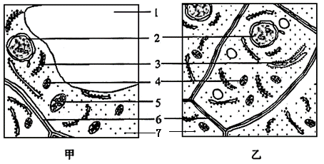 (10分)甲,乙两图是红枫叶肉细胞和根尖生长点细胞的亚显微结构示意图