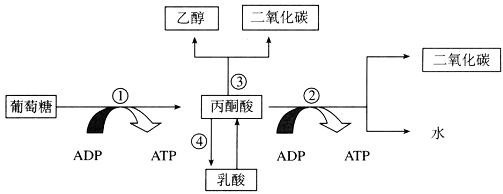 下图为生物体内葡萄糖分解代谢过程的图解,请根据图回答下面的问题