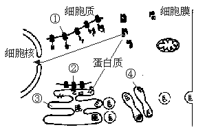 內質網 高爾基體分泌小泡 功能 (4)①結構上合成的蛋白質為作用於細胞