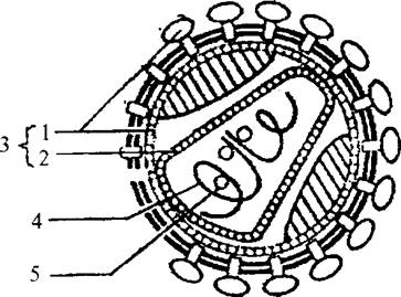 病毒结构示意图手绘图片