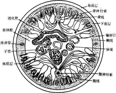 (五)环节动物门