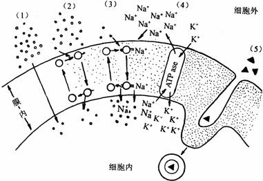 通透过程可分5种类型:自由扩散,促进扩散,伴随运送,主动运输和内吞外