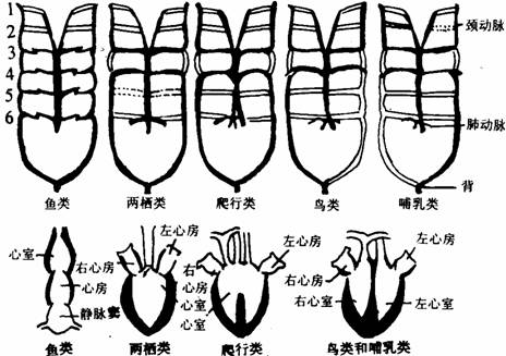 各纲脊椎动物动脉弓和心脏比较图(1)圆口纲:开始出现心脏,由静脉窦