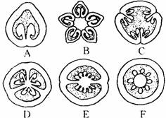 兰花的胎座类型图片