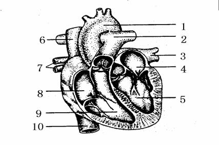 下图是心脏的结构模式图.