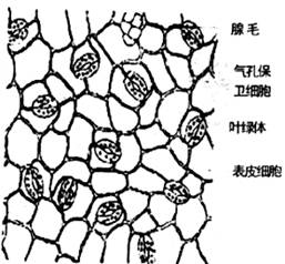 保卫细胞结构图简图图片