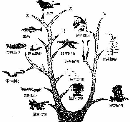 动物界进化树图片