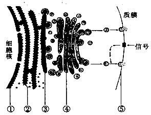 (7分)下圖表示細胞中蛋白質的合成和分泌示意圖,請據圖回答:試題詳情