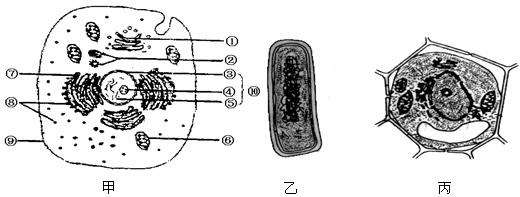 马铃薯表皮细胞手绘图图片