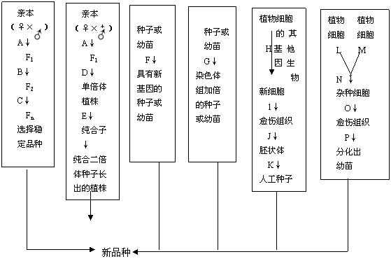 (8分)下圖為幾種不同育種方法示意圖,據圖分析回答:試題詳情點擊展開