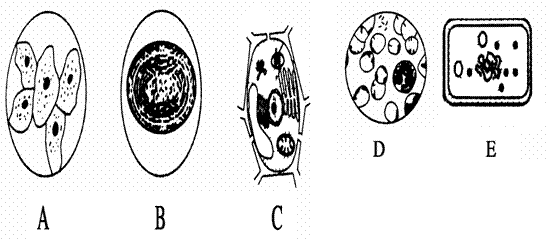 运用动物体细胞杂交技术可实现基因定位.