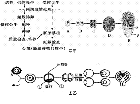 及经过体外受精和胚胎分割移植培育优质奶牛的过程(图乙)